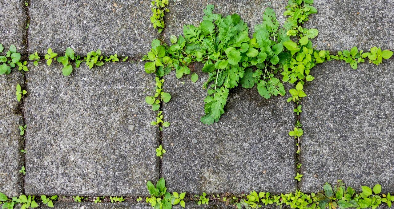 How to Stop Weeds Growing between Paving Slabs